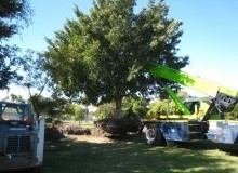 Kwikfynd Tree Management Services
valla